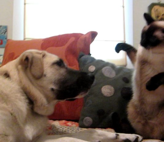 Combattimento di boxe tra cane e gatto