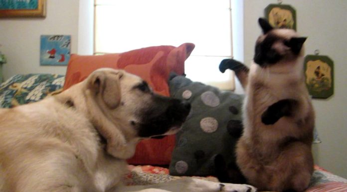 Combattimento di boxe tra cane e gatto