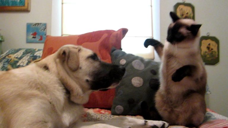 Combattimento di boxe tra cane e gatto