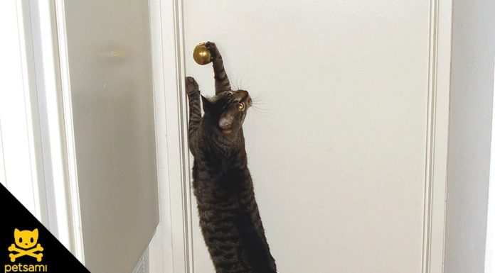 Gatto apre la porta ai cagnolini