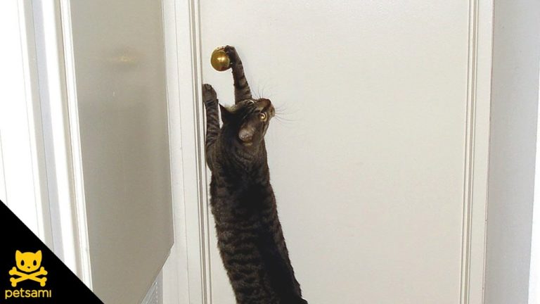 Gatto apre la porta ai cagnolini