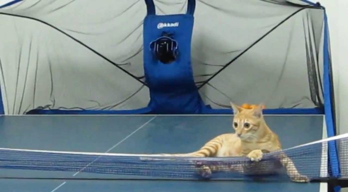 Giochiamo a ping-pong