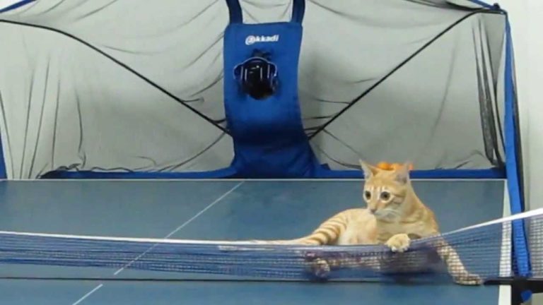 Giochiamo a ping-pong