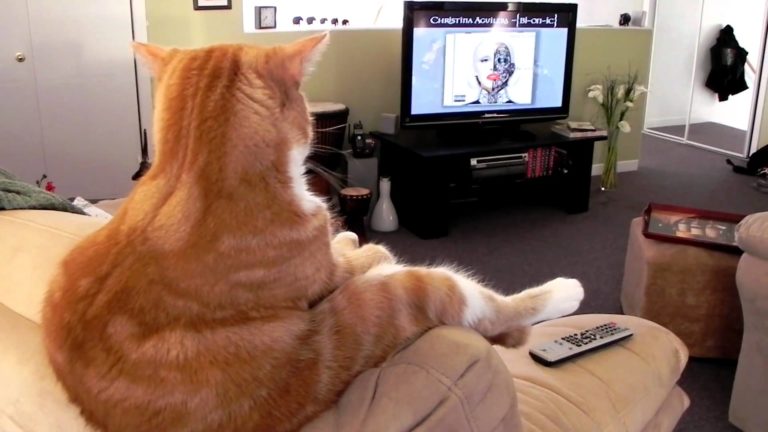 Guardiamo un po’ di tv?