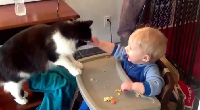 Gatto ruba il cibo al bimbo