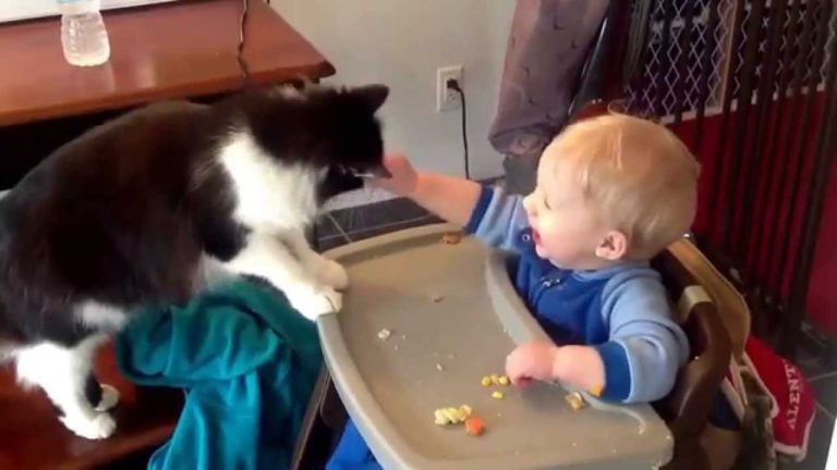 Gatto ruba il cibo al bimbo