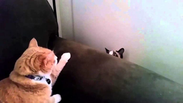 Gatti pazzi