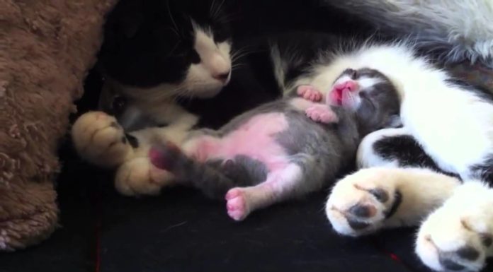 Gattino che balla nel sonno