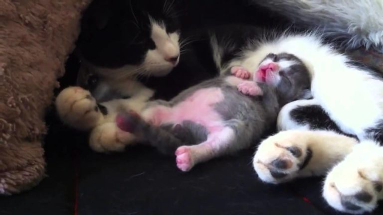 Gattino che balla nel sonno