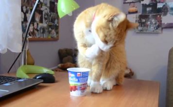 Gatti divertenti che mangiano