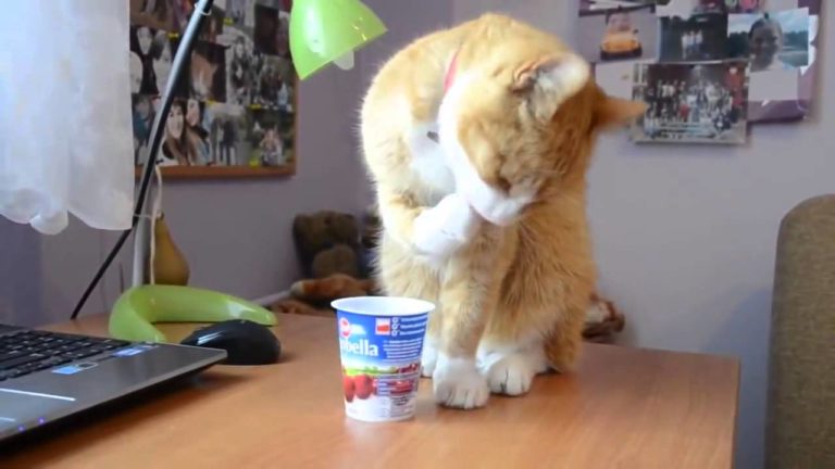 Gatti divertenti che mangiano