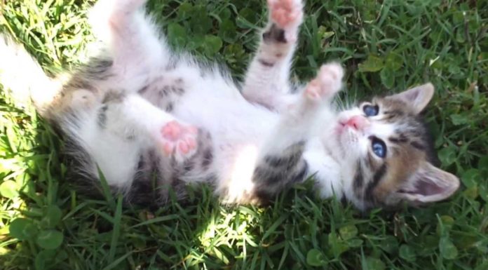 Gattino ride come un bambino