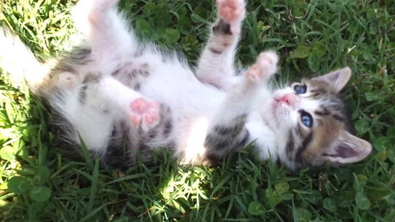 Gattino ride come un bambino