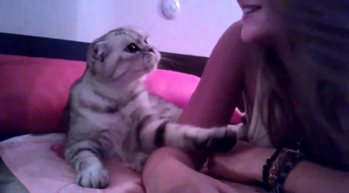 Gattino chiede un bacio alla sua umana