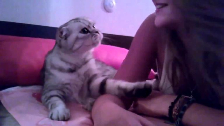 Gattino chiede un bacio alla sua umana