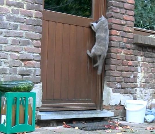 Gatto apre la porta