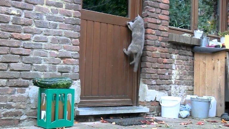 Gatto apre la porta