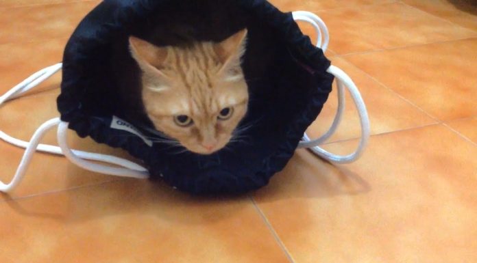 L’irresistibile fascino della borsa