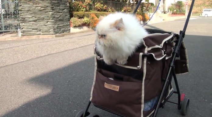 Gatto a spasso nel passeggino