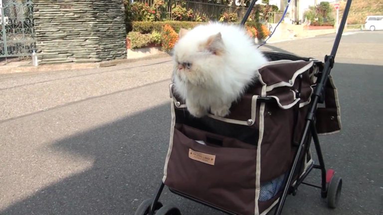 Gatto a spasso nel passeggino