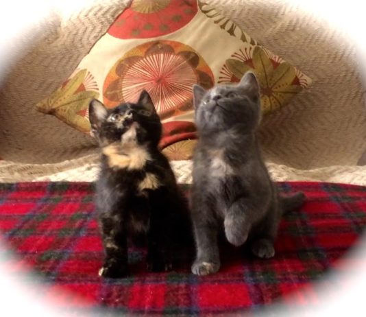 Gattini divertenti che ballano