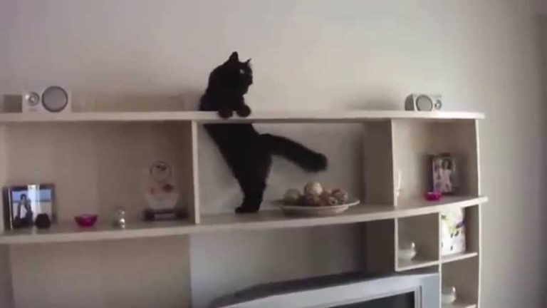 Gatti divertenti in missioni impossibili