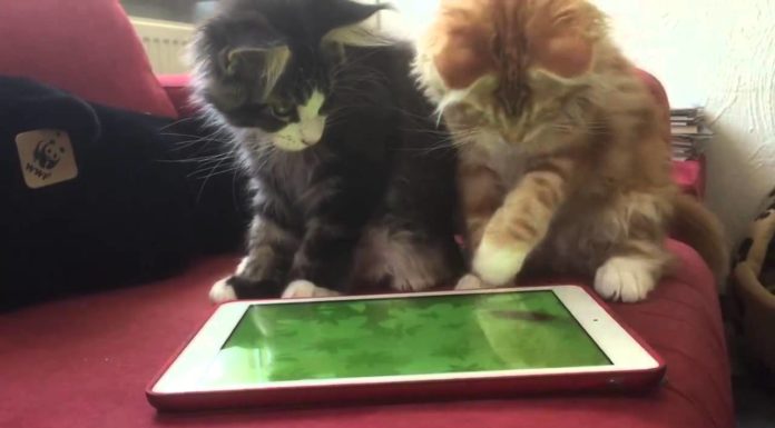 Come catturare un topo… con l’ipad