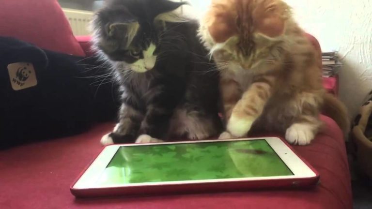 Come catturare un topo… con l’ipad
