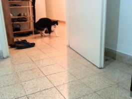 Gatto si crede un cane