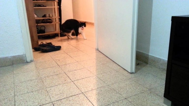 Gatto si crede un cane