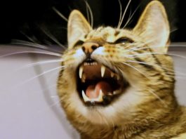 Gatto discute con una falena