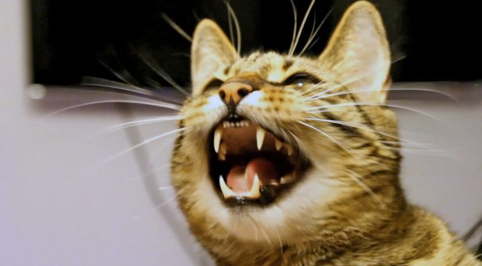 Gatto discute con una falena