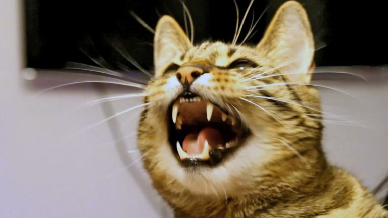 Gatto discute con una falena