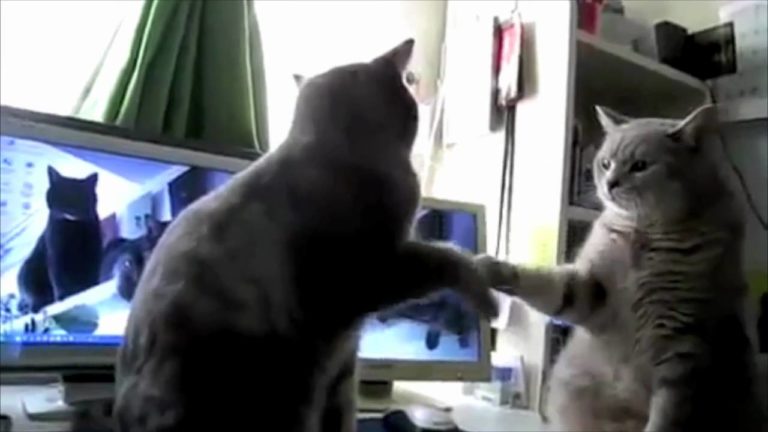 Gatti battono le zampine a tempo di musica