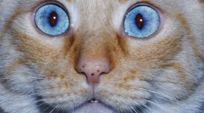 5 oggetti fai da te per la felicità del tuo micio