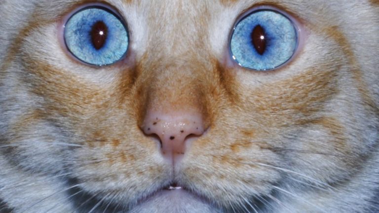 5 oggetti fai da te per la felicità del tuo micio