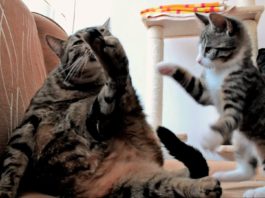 Simon's cat nella vita reale