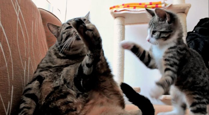 Simon’s Cat nella vita reale Simon's cat nella vita reale