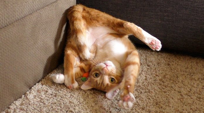 Due gatti, un coniglio e una carota