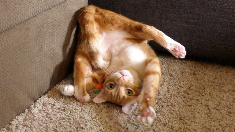Due gatti, un coniglio e una carota