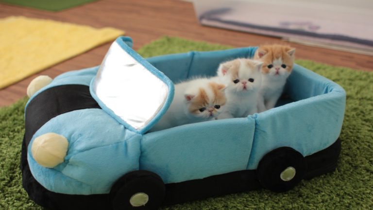 Exotic Shorthair di 4 settimane vanno in macchina