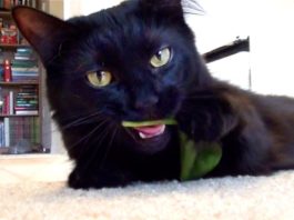 5 segnali per capire se il tuo gatto è un coniglio