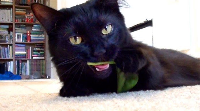 5 segnali per capire se il tuo gatto è un coniglio