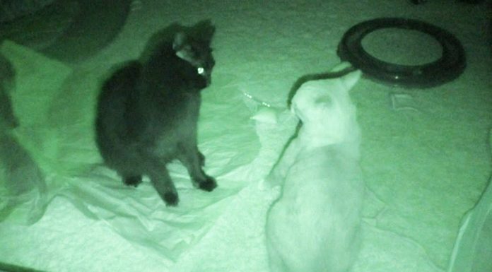 Combattimenti notturni