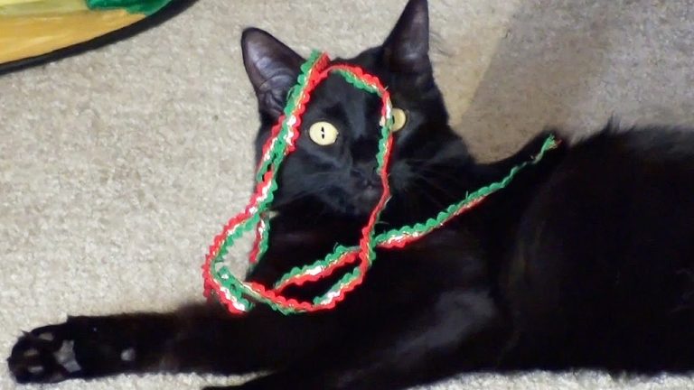 Gatti e nastri… combinazione perfetta
