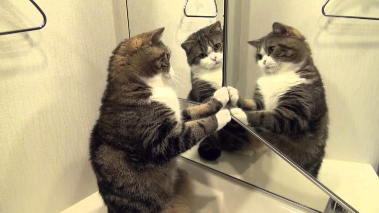 Ci sono 3 Maru???