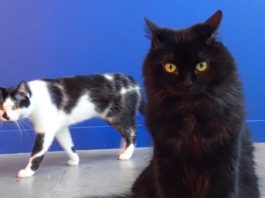 8 segnali per capire se il tuo gatto vuole ucciderti