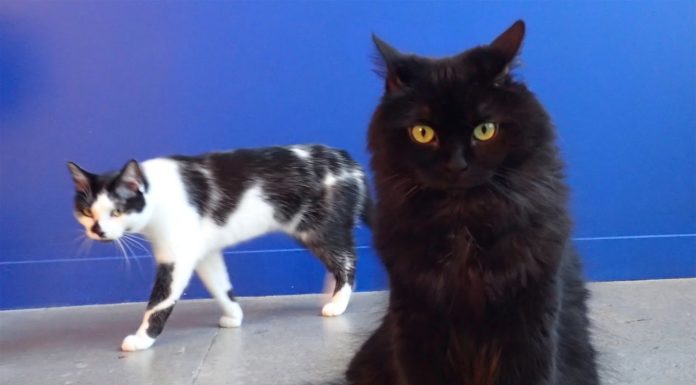 8 segnali per capire se il tuo gatto vuole ucciderti