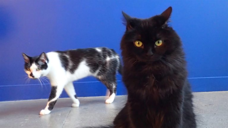8 segnali per capire se il tuo gatto vuole ucciderti