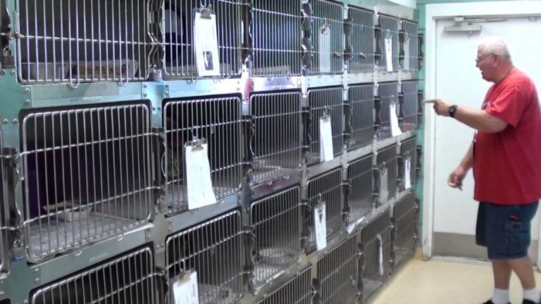 9 motivi per cui avere un gatto nero porta fortuna